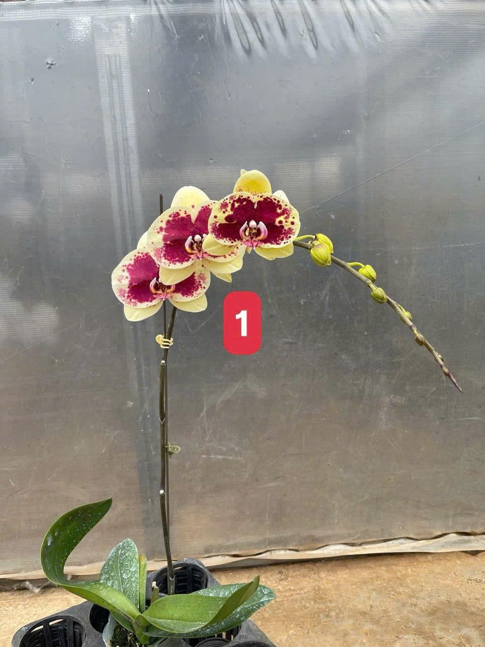 Hoa lan vàng nhung đột biến